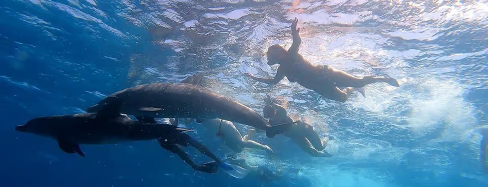 From Sharm: White Island and Ras Mohamed Snorkeling Trip