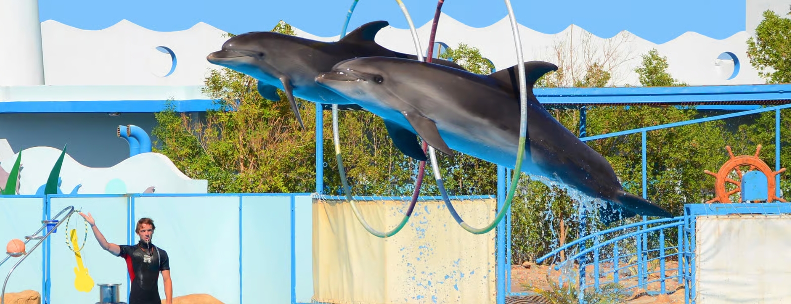 Hurghada: Dolphin World Show with Walruses and Pickup