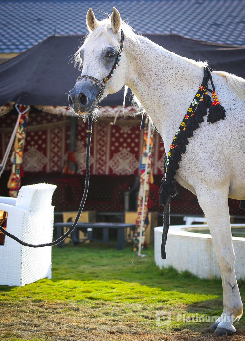 Alfarisa Club в Эр-Рияд: Галерея фото 3xqpkn