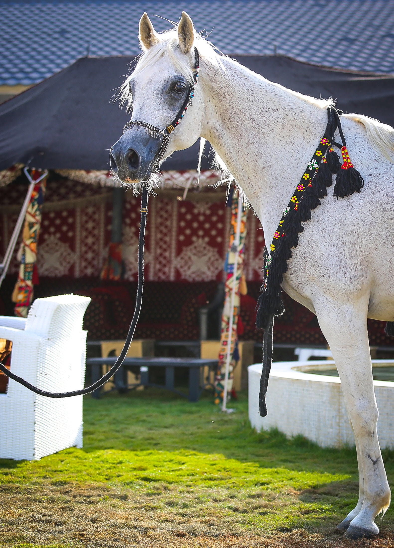 Photo from نادي الفارسة in الرياض: Gallery Photo 3xqpkn