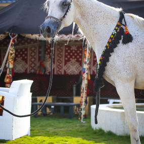 Alfarisa Club в Эр-Рияд: Галерея фото 3xqpkn