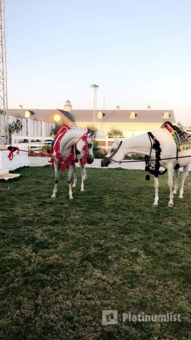 Alfarisa Club в Эр-Рияд: Галерея фото 3qr74z