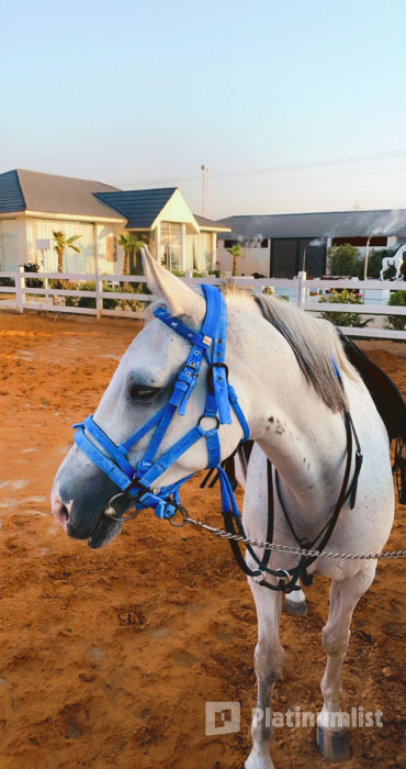 Alfarisa Club в Эр-Рияд: Галерея фото nk2kqn