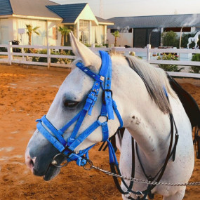 Alfarisa Club в Эр-Рияд: Галерея фото nk2kqn