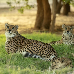 Photo from Nofa Riyadh, Radisson Collection in Riyadh: Gallery Photo z70v83