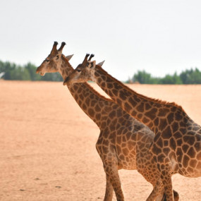 Photo from Nofa Riyadh, Radisson Collection in Riyadh: Gallery Photo 3r6m13