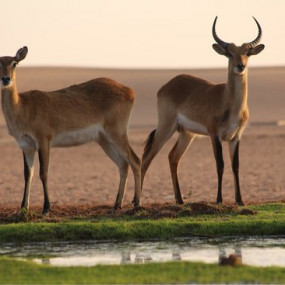 Photo from Nofa Riyadh, Radisson Collection in Riyadh: Gallery Photo 3b9rmz