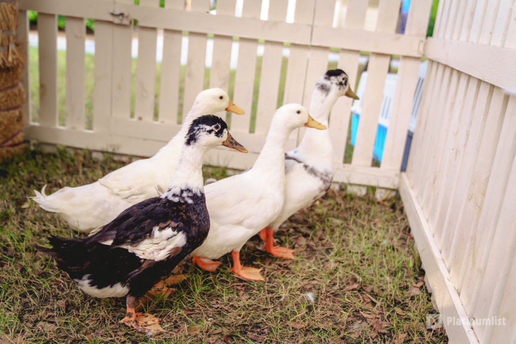 n1vpdn استديو الصور :دبي في لي ماخشي n1vpdn استديو الصور :دبي في لي ماخشي