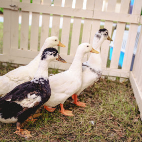 n1vpdn استديو الصور :دبي في لي ماخشي n1vpdn استديو الصور :دبي في لي ماخشي