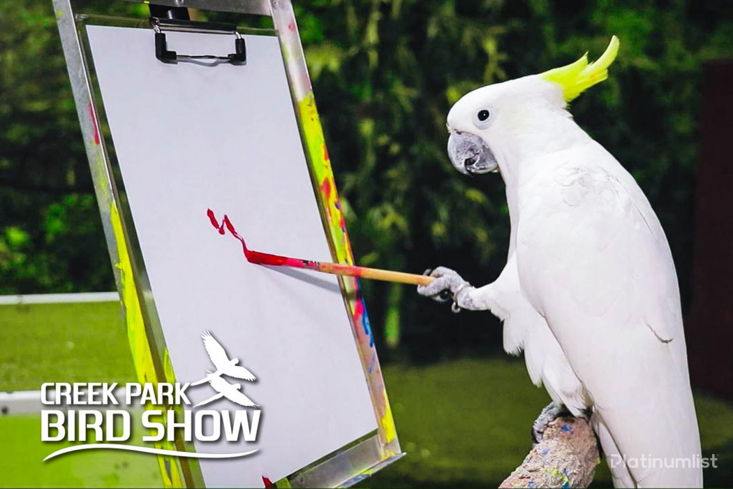 Photos from Exotic Bird Show Dubai Dolphinarium in Dubai