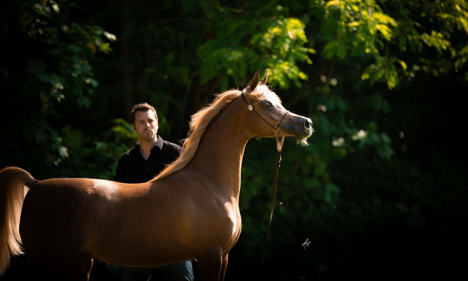 Photo from The Championship Of The Local Production Of Purebred Arabian Horses in Riyadh: Gallery Photo 3jkkdr