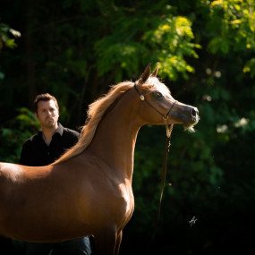 Photo from The Championship Of The Local Production Of Purebred Arabian Horses in Riyadh: Gallery Photo 3jkkdr