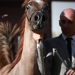 Photo from The Championship Of The Local Production Of Purebred Arabian Horses in Riyadh: Gallery Photo 3qbbx4