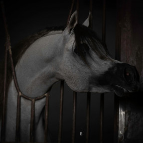 Photo from The Championship Of The Local Production Of Purebred Arabian Horses in Riyadh: Gallery Photo 3y55q4