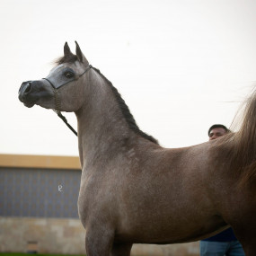 Photo from The Championship Of The Local Production Of Purebred Arabian Horses in Riyadh: Gallery Photo nk55dq