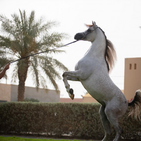 Photo from The Championship Of The Local Production Of Purebred Arabian Horses in Riyadh: Gallery Photo 35ddxg