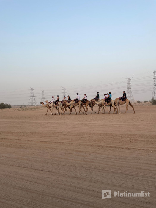 Experience Camels at Arabian Desert Camel Riding Center in Dubai: Gallery Photo 38v2rj Experience Camels at Arabian Desert Camel Riding Center in Dubai: Gallery Photo 38v2rj