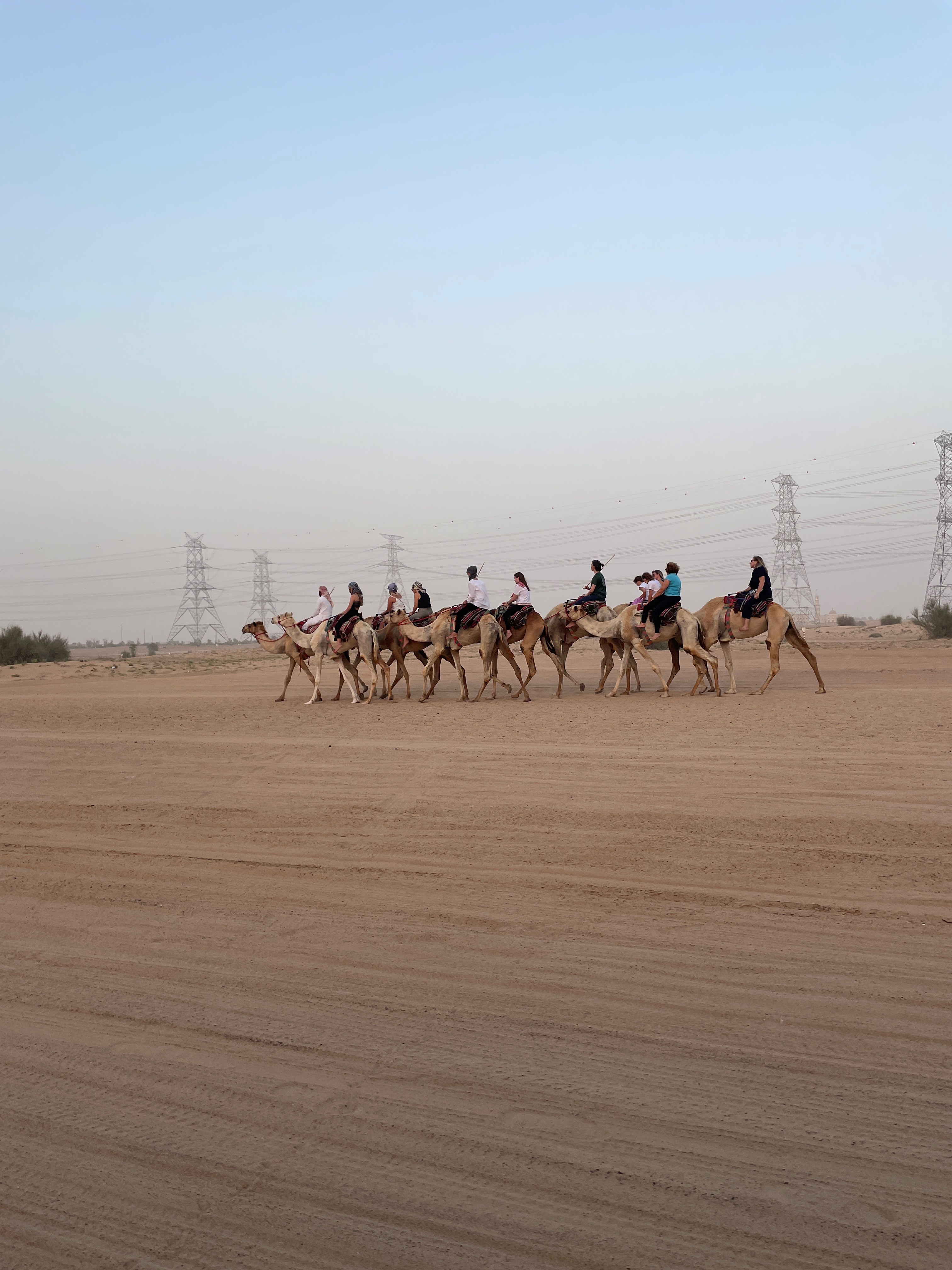 Photo from Experience Camels at Arabian Desert Camel Riding Center in Dubai: Gallery Photo 38v2rj