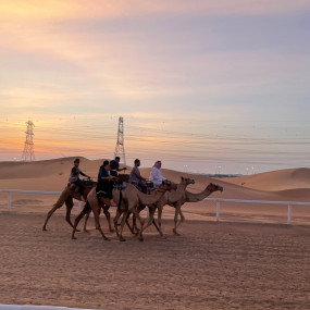 Experience Camels at Arabian Desert Camel Riding Center in Dubai: Gallery Photo 3pevdx Experience Camels at Arabian Desert Camel Riding Center in Dubai: Gallery Photo 3pevdx