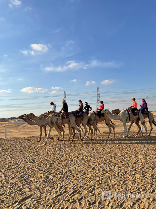 Experience Camels at Arabian Desert Camel Riding Center in Dubai: Gallery Photo zgkejy Experience Camels at Arabian Desert Camel Riding Center in Dubai: Gallery Photo zgkejy