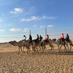 Experience Camels at Arabian Desert Camel Riding Center in Dubai: Gallery Photo zgkejy Experience Camels at Arabian Desert Camel Riding Center in Dubai: Gallery Photo zgkejy