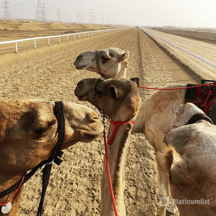 Experience Camels at Arabian Desert Camel Riding Center in Dubai: Gallery Photo zoo41y Experience Camels at Arabian Desert Camel Riding Center in Dubai: Gallery Photo zoo41y