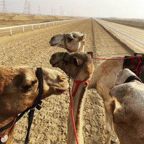 Experience Camels at Arabian Desert Camel Riding Center in Dubai: Gallery Photo zoo41y Experience Camels at Arabian Desert Camel Riding Center in Dubai: Gallery Photo zoo41y