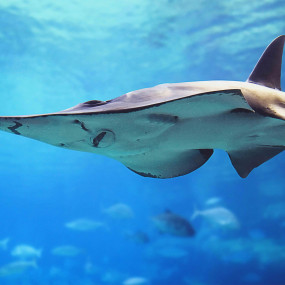 Photo from Dubai Aquarium & Underwater Zoo - Explorer Experience in Dubai: Gallery Photo n6b58y