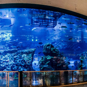 Photo from Dubai Aquarium & Underwater Zoo - Explorer Experience in Dubai: Gallery Photo n28drk