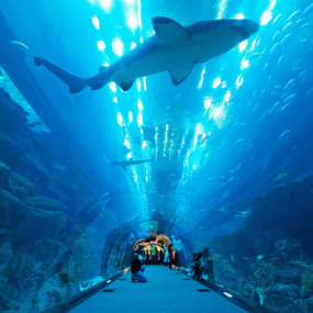 Photo from Dubai Aquarium & Underwater Zoo - Explorer Experience in Dubai: Gallery Photo z7yqox