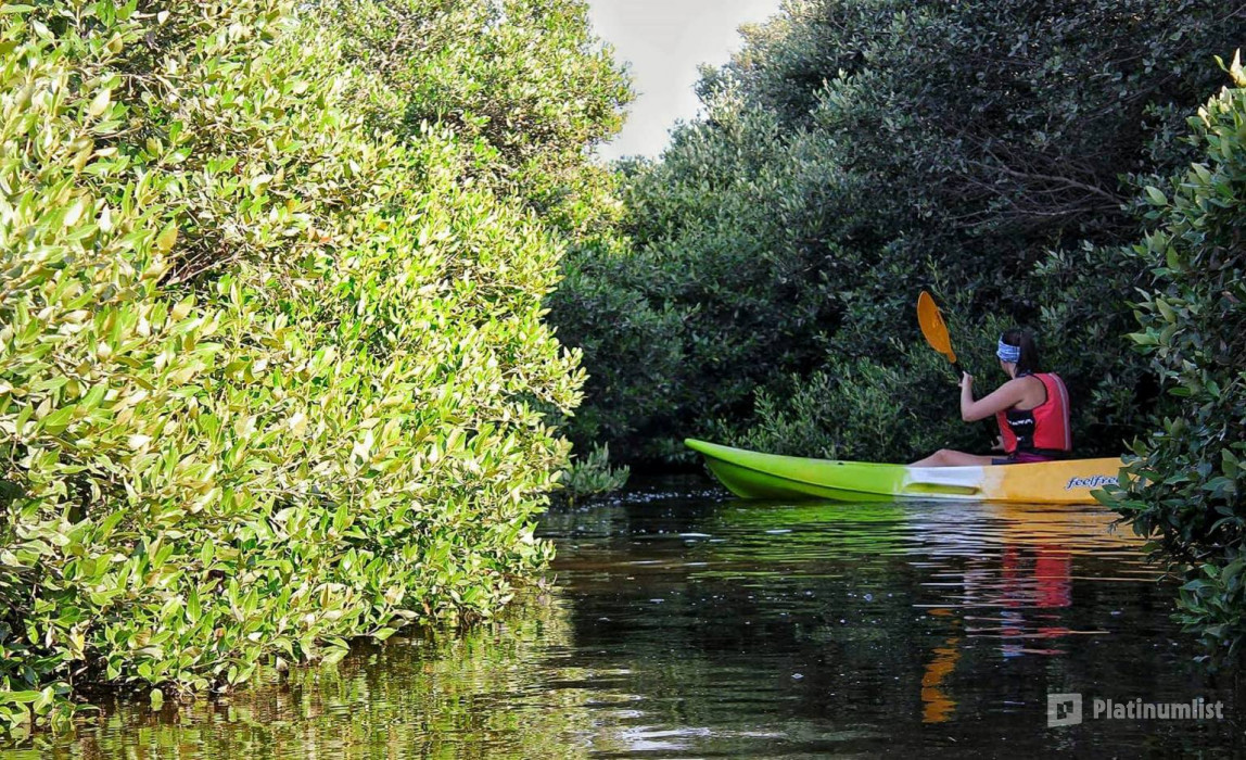 Al Zorah Mangrove Guided Kayak Tour in Ajman: Gallery Photo zw6kbn