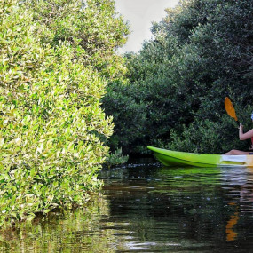 Al Zorah Mangrove Guided Kayak Tour in Ajman: Gallery Photo zw6kbn