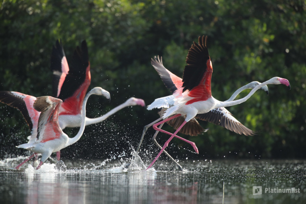 Al Zorah Mangrove Guided Kayak Tour in Ajman: Gallery Photo zm0253
