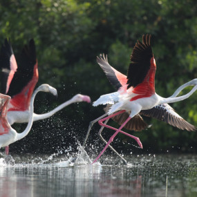 Al Zorah Mangrove Guided Kayak Tour in Ajman: Gallery Photo zm0253