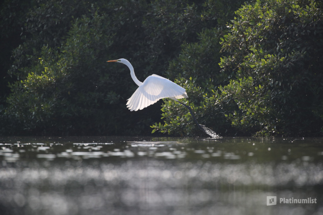 Al Zorah Mangrove Guided Kayak Tour in Ajman: Gallery Photo z940pn