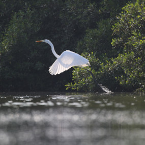 Al Zorah Mangrove Guided Kayak Tour in Ajman: Gallery Photo z940pn
