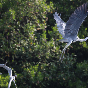 Photo from جولة مانجروف الزوراء مع مرشد سياحي in عجمان: Gallery Photo n0vjq3