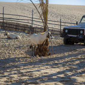 Photo from Day Pass at Al Majles Resort with Lunch/Dinner in Doha: Gallery Photo n6b65x