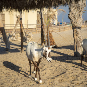 Photo from Day Pass at Al Majles Resort with Lunch/Dinner in Doha: Gallery Photo n14jxj