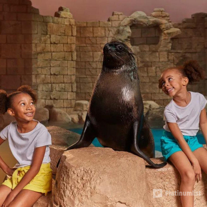 Sea Lion Experiences at Atlantis The Palm в Дубай: Галерея фото 3r54my