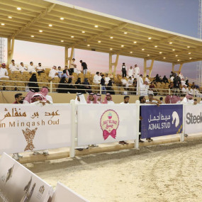 Al Mortajaz Arabian Horses Championship in Riyadh in Riyadh: Gallery Photo z91j0q Al Mortajaz Arabian Horses Championship in Riyadh in Riyadh: Gallery Photo z91j0q