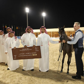 Photo from بطولة المرتجز لجمال الخيل العربية الأصيلة في الرياض in الرياض: Gallery Photo zv5rq0
