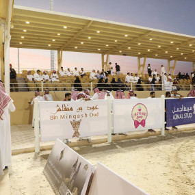 Photo from بطولة المرتجز لجمال الخيل العربية الأصيلة في الرياض in الرياض: Gallery Photo 3pe7r0