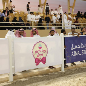 Photo from بطولة المرتجز لجمال الخيل العربية الأصيلة في الرياض in الرياض: Gallery Photo 35d876