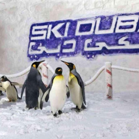 Photo from Ski Dubai: Snow Premium with Penguin Encounter in Dubai: Gallery Photo z919e1
