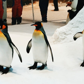 Photo from Ski Dubai: Snow Premium with Penguin Encounter in Dubai: Gallery Photo n087qv