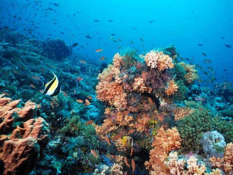 Half-day Snorkeling Boat trip with lunch and drinks from Sharm El Sheikh in Sharm El Sheikh: Gallery Photo 3pe6j0 Half-day Snorkeling Boat trip with lunch and drinks from Sharm El Sheikh in Sharm El Sheikh: Gallery Photo 3pe6j0
