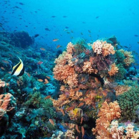 3pe6j0 استديو الصور :شرم الشيخ في من شرم الشيخ: رحلة غطس بالقارب لمدة نصف يوم مع غداء ومشروبات