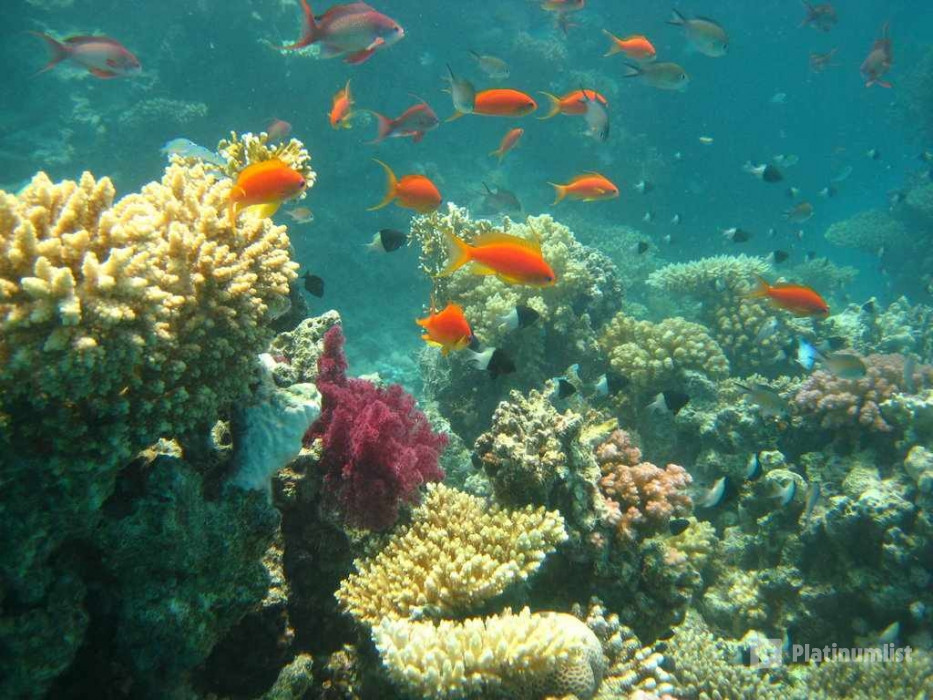 Half-day Snorkeling Boat trip with lunch and drinks from Sharm El Sheikh in Sharm El Sheikh: Gallery Photo 3pe6jx Half-day Snorkeling Boat trip with lunch and drinks from Sharm El Sheikh in Sharm El Sheikh: Gallery Photo 3pe6jx