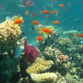 3pe6jx استديو الصور :شرم الشيخ في من شرم الشيخ: رحلة غطس بالقارب لمدة نصف يوم مع غداء ومشروبات